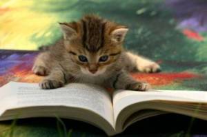 Cat-reading-a-book